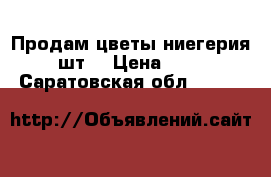 Продам цветы“ниегерия“ 3шт. › Цена ­ 100 - Саратовская обл.  »    